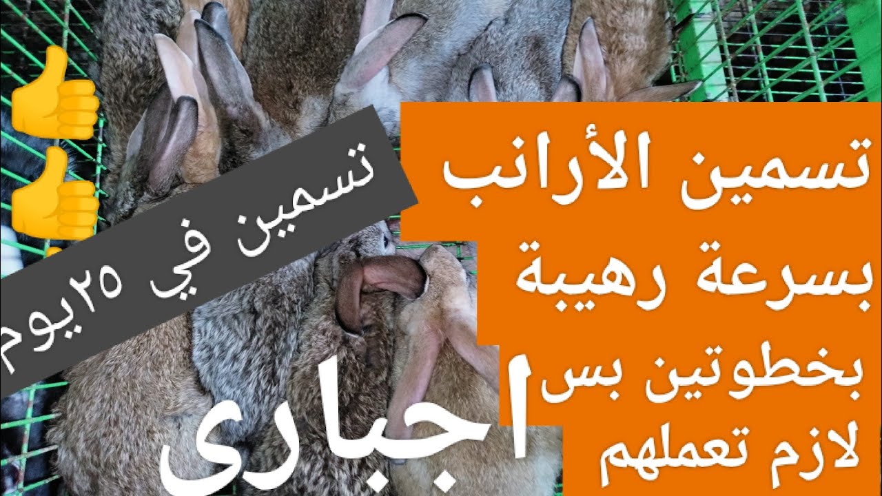 تسمين الأرانب بسرعة رهيبة من عمر ٣٥ يوم لعمر شهرين بخطوتين بس لازم تعملهم إجبارى وشوف 👍