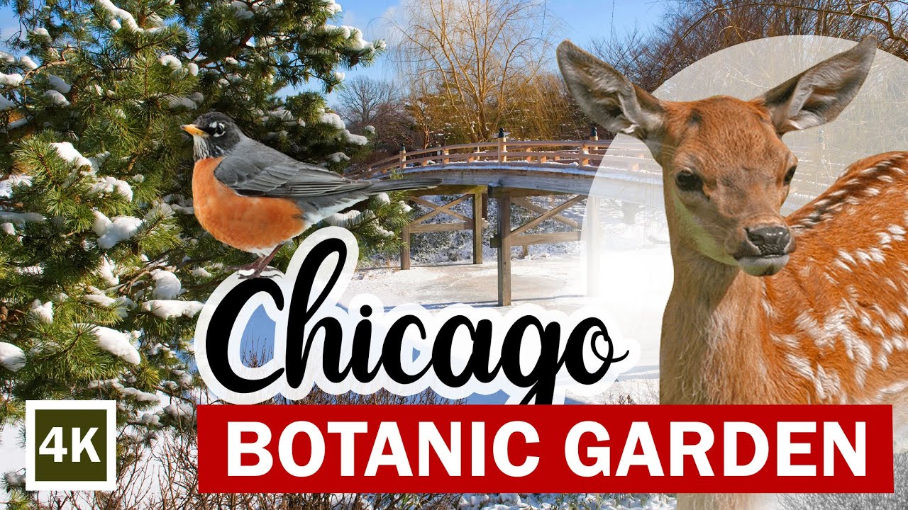 [4K] 🇺🇲❄️ Chicago Botanic Garden, USA. Winter. Birdwatching, Deer. Relaxation