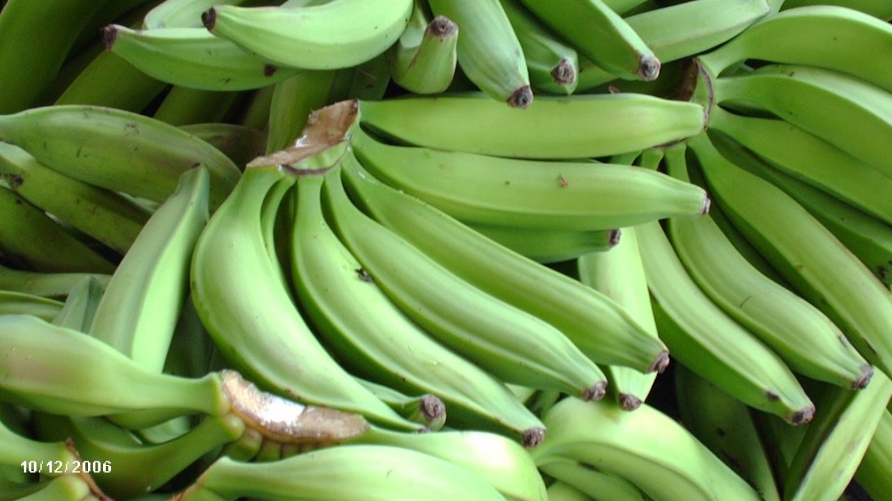 Manejo y Control de Plagas en el Cultivo de Plátano - TvAgro por Juan Gonzalo Angel