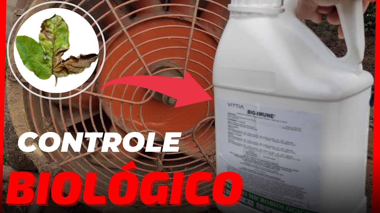 Controle de BACTERIOSE no MARACUJÁ usando produto BIOLÓGICO 🍋⚠️