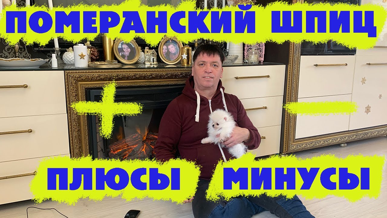 ПОМЕРАНСКИЙ ШПИЦ ПЛЮСЫ МИНУСЫ ПОРОДЫ