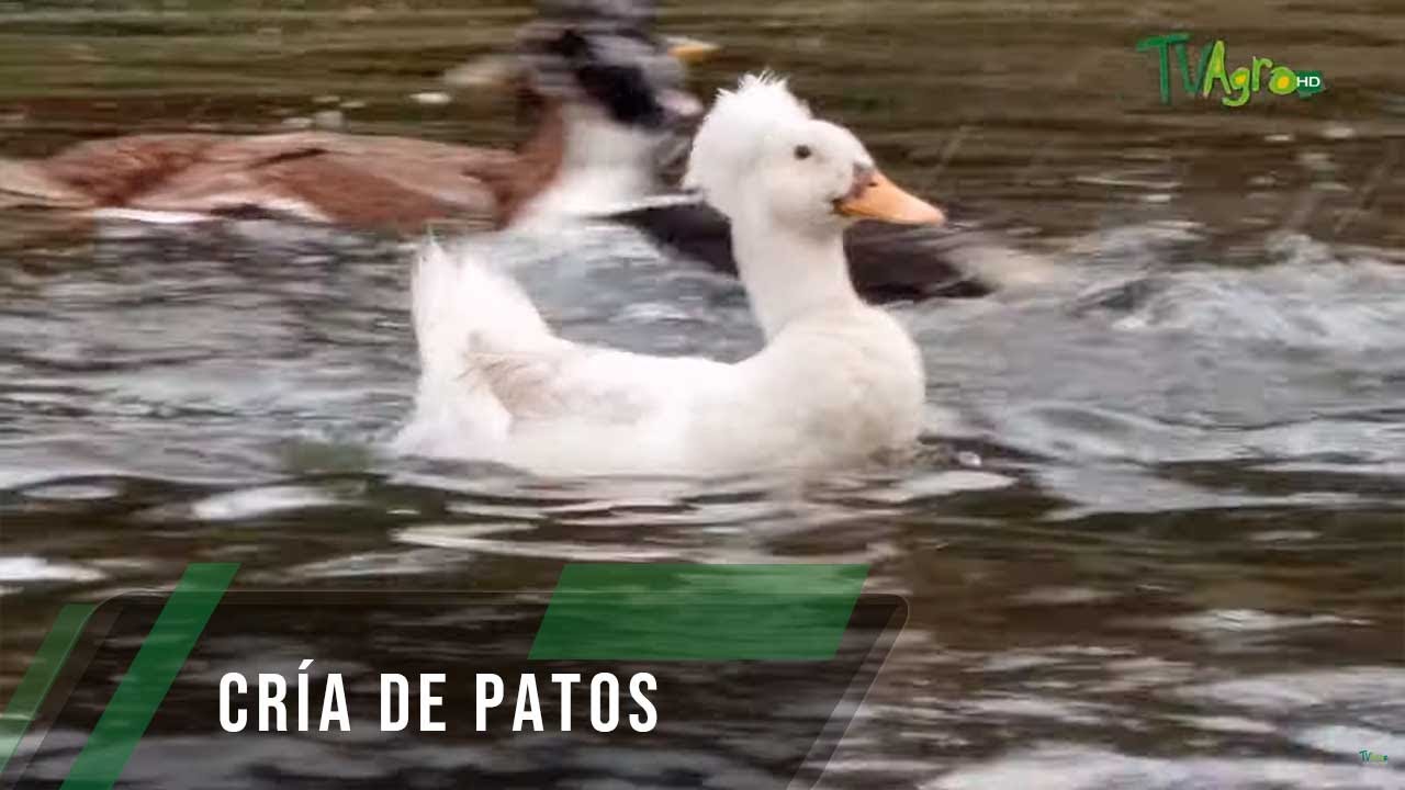 Cría de patos - TvAgro por Juan Gonzalo Angel Restrepo