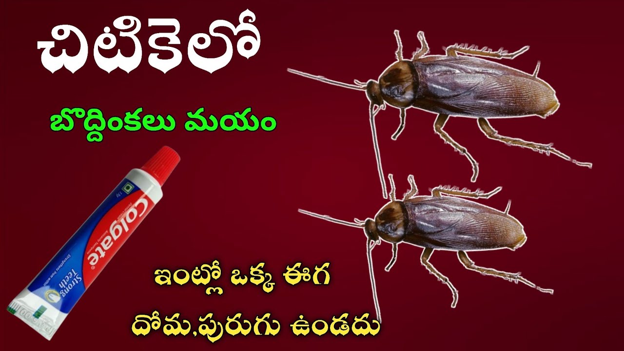 👉ఈచిట్కాతో ఒక్క బొద్దింక 🦗  కూడా మళ్లీ జన్మలో ఇంట్లో రావు 😱 ఈగలు దోమలు🦟 పురుగులు కూడా🐜 |kichen tips🥳
