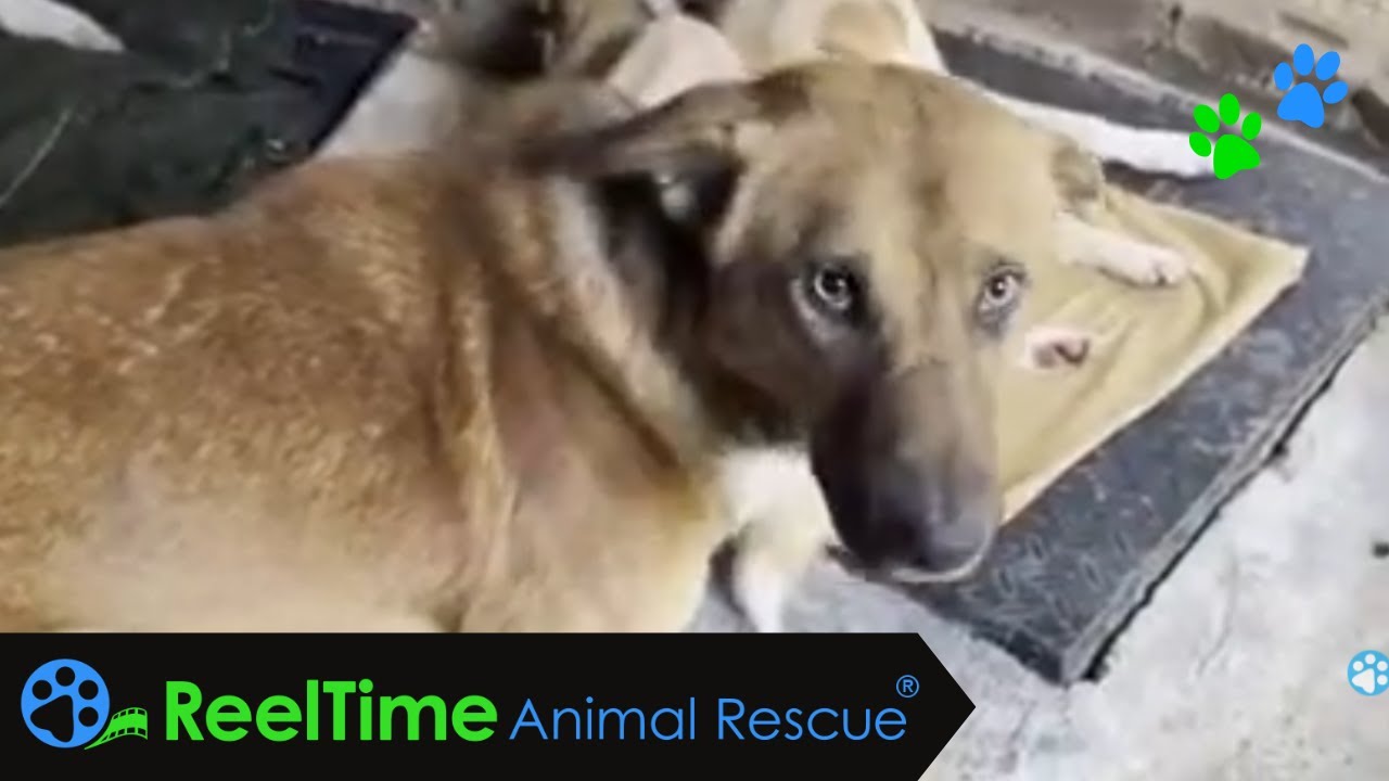 Yogi is Recovering from a Wire Trap Injury - Dharamsala Animal Rescue