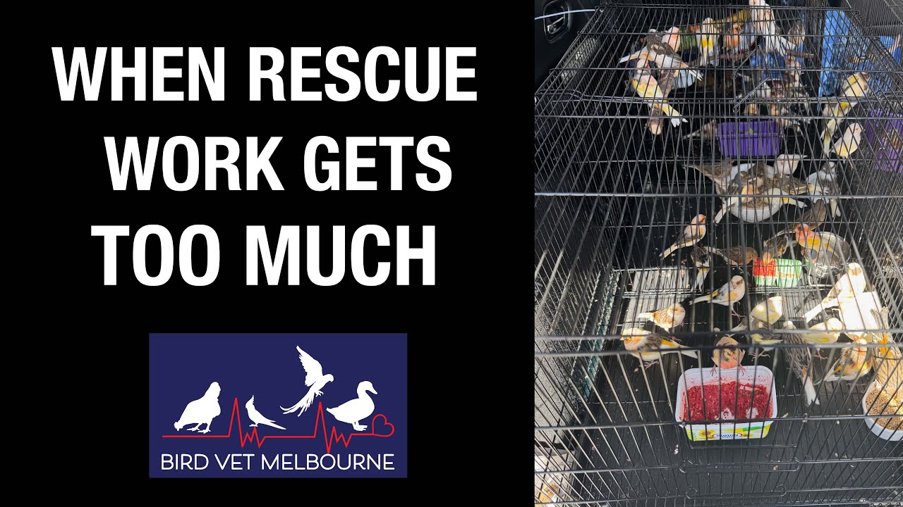 HEARTBREAKING & EXTREME bird rescue - sometimes it's too much