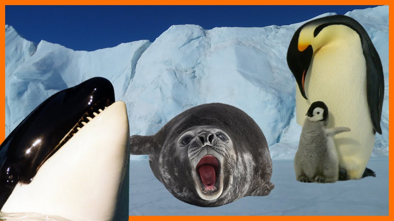 Pinguins, baleias, lula colossal e outros animais da Antártica | Feat @GelonaBagagem