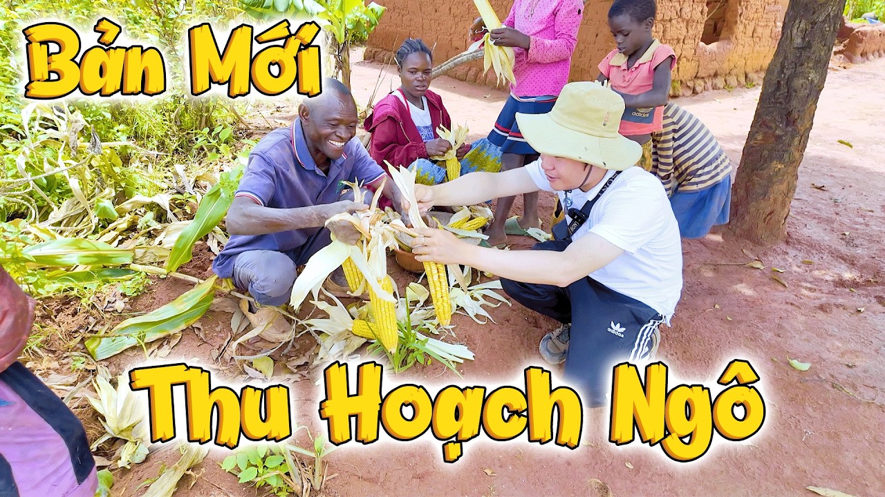 Cuối Cùng Thì Bản Mới Nhất Cũng THU HOẠCH NGÔ RỒI, Cả Gia Đình Không Ngớt Lời Cảm Ơn Việt Nam