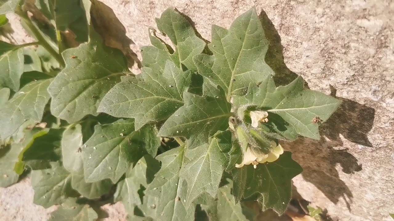 Interesting edible and medicinal plants of Split: palms, henbane, nutsedge, myrtle, ephedra etc.