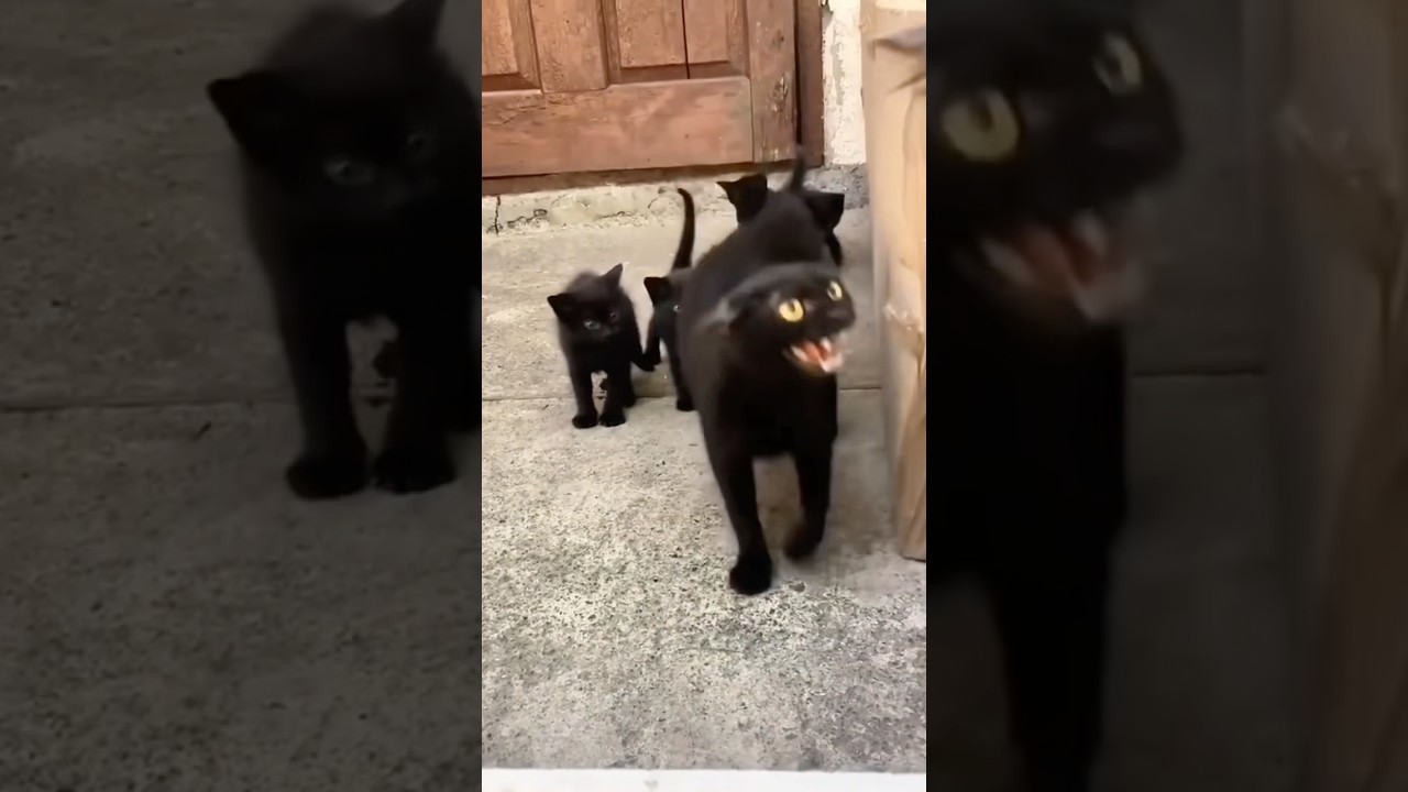 Never challenge a cat mom 😍  