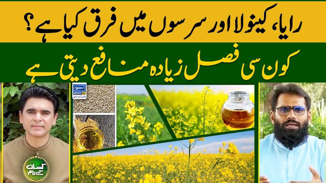 Winter oil seed crop in Pakistan | Subsidies for oilseed farmers | Kissan Kay Naam | EP 37