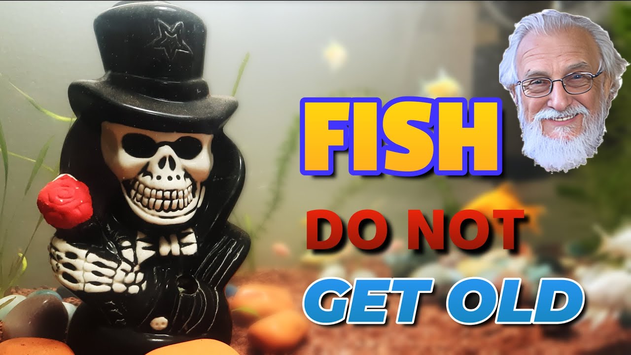 How to Prevent Your Fish From Dying.