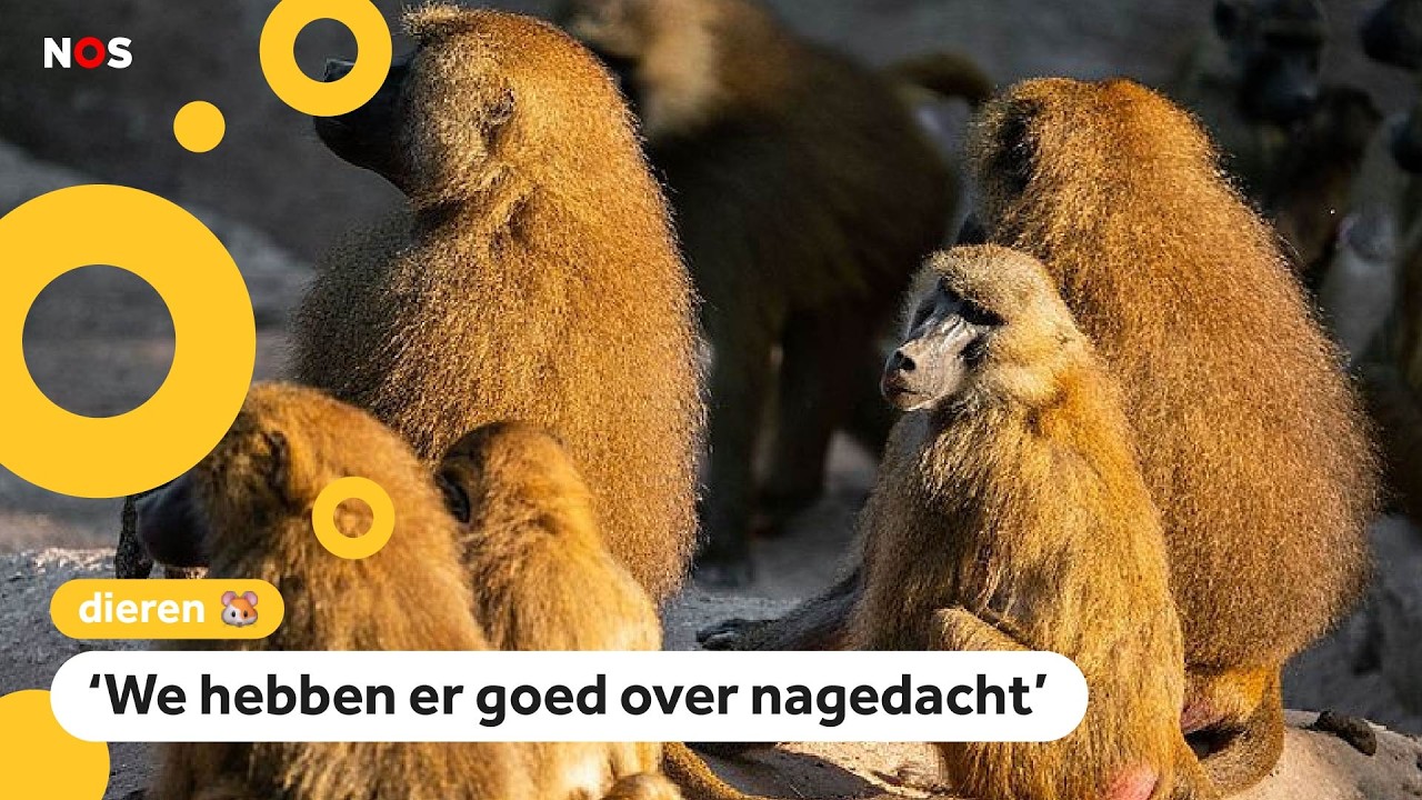 Duitse dierentuin doodt bavianen door tekort aan ruimte