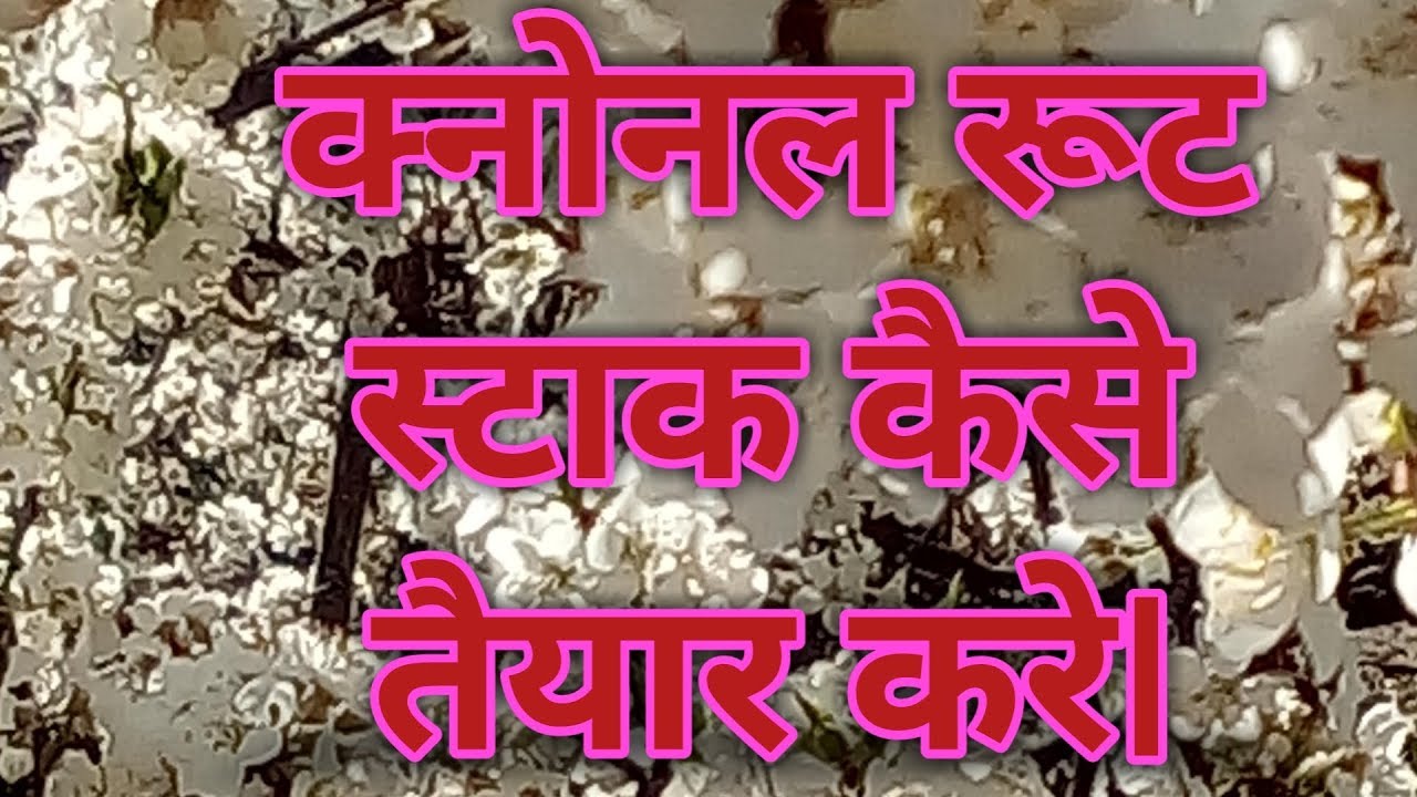 घर पर रुट-स्‍टाक कैसे बनाए?