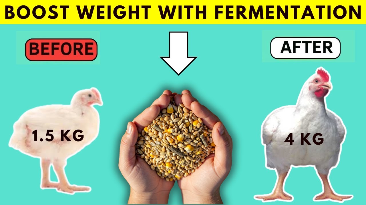 Boost Broiler Growth & Egg Production FAST with Fermented Feed | Proven by American Poultry Farmers