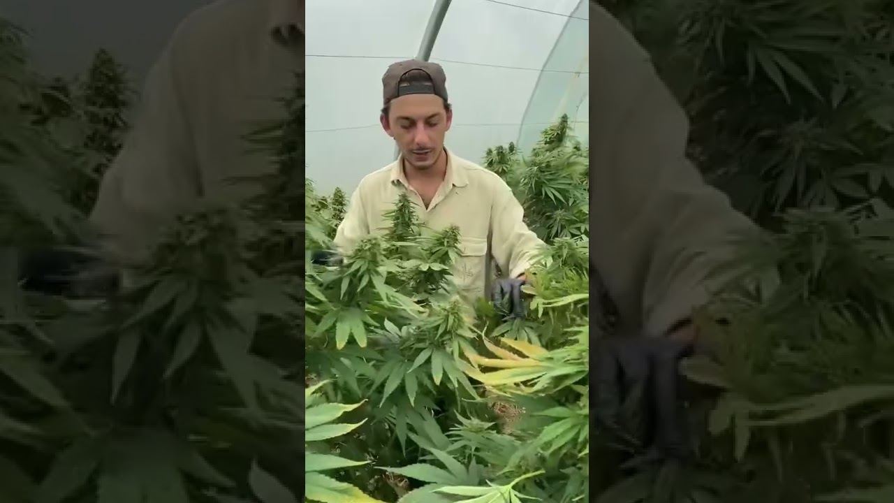 Les coulisses : &eacute;pisode 1 😍 Comment s&eacute;lectionner les fleurs de CBD ?🌿