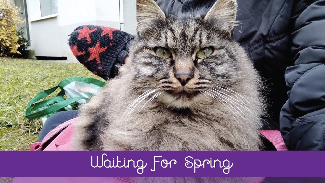 💖 Waiting For Spring 💖