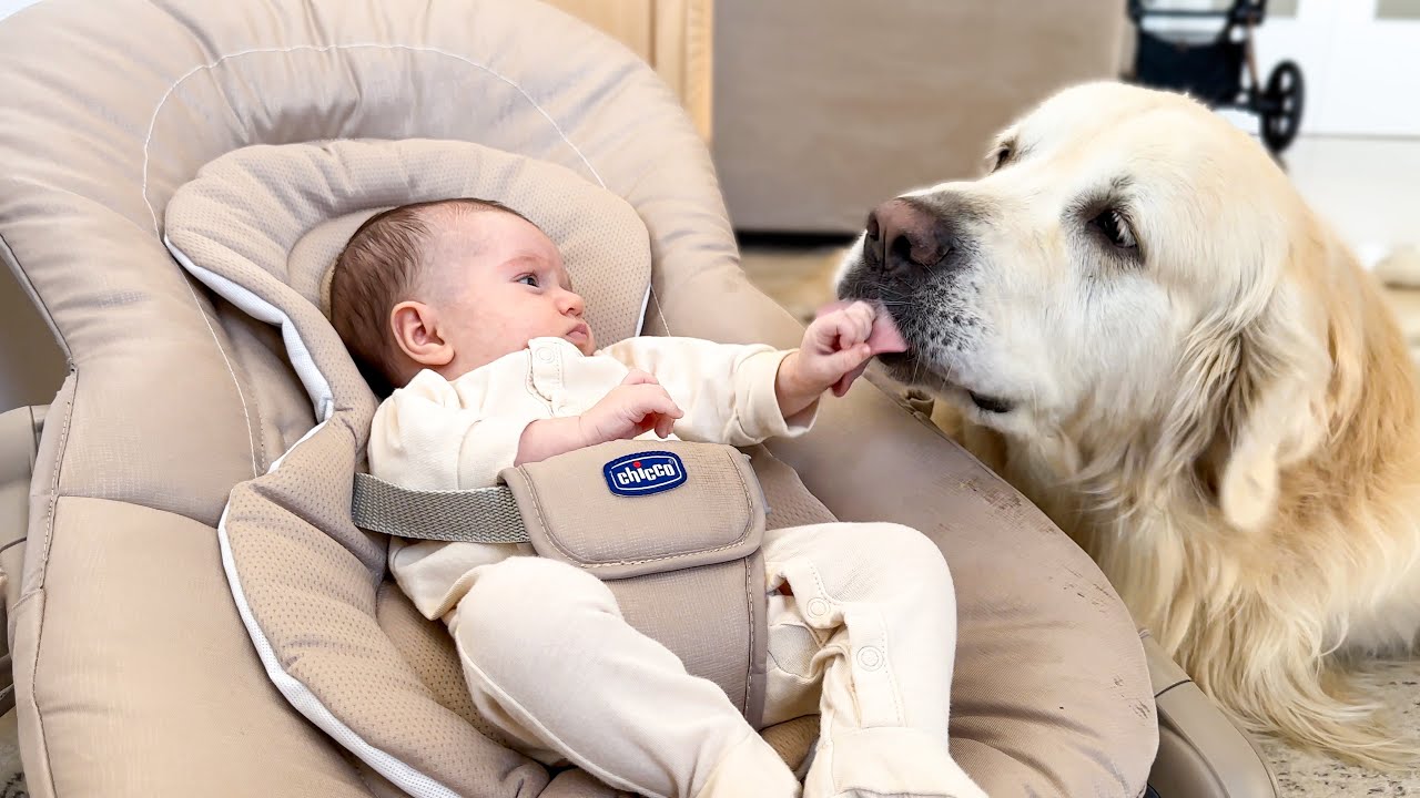 GOLDEN RETRIEVER Falls In Love With NEWBORN BABY!