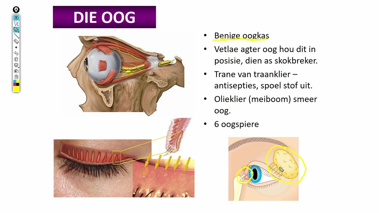 Lewenswetenskappe GR12 Die Menslike Oog Deel1