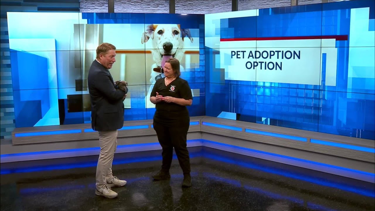 News 13 Pet Adoption Option: Moose