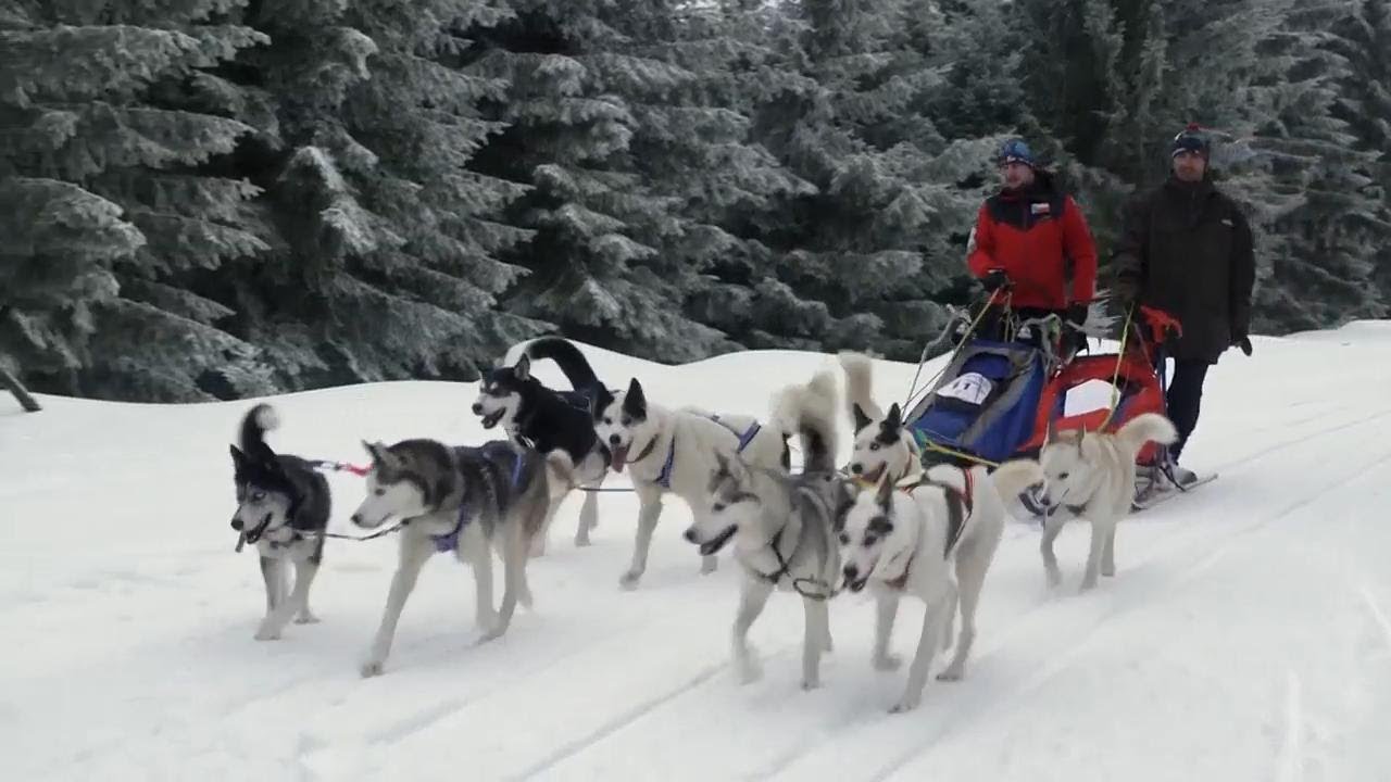 Snowy conditions perfect for dog sled race in Czech Republic