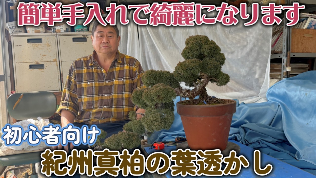 【盆栽】初心者向け紀州真柏の葉透かし【簡単手入れで綺麗になります】