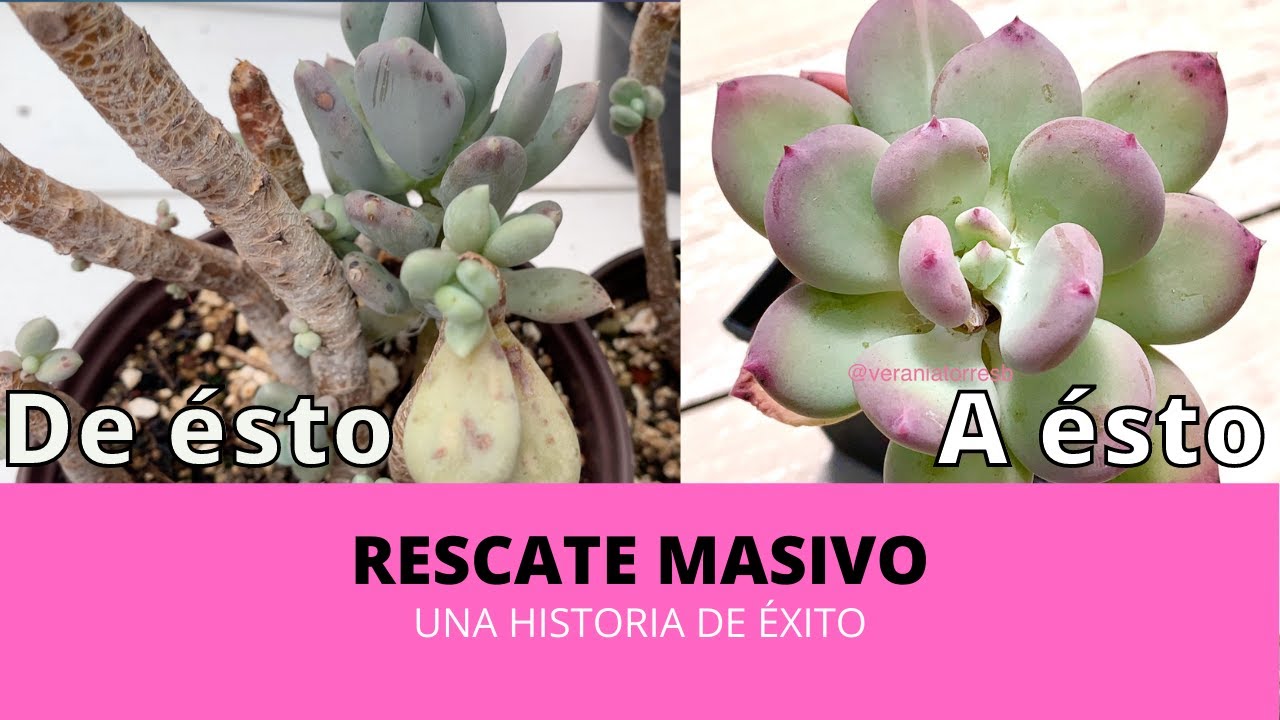 👩🏼‍🌾  Rescatando suculentas abandonadas
