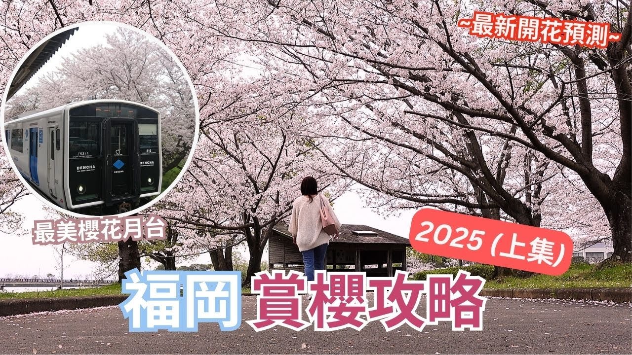 2025福岡賞櫻攻略 ︳最美櫻花月台 ︳700棵櫻花樹 本地人的櫻花公園 ︳2025最新開花預測