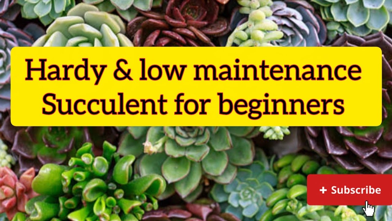 🧿Hardy & low maintenance succulent for beginners 