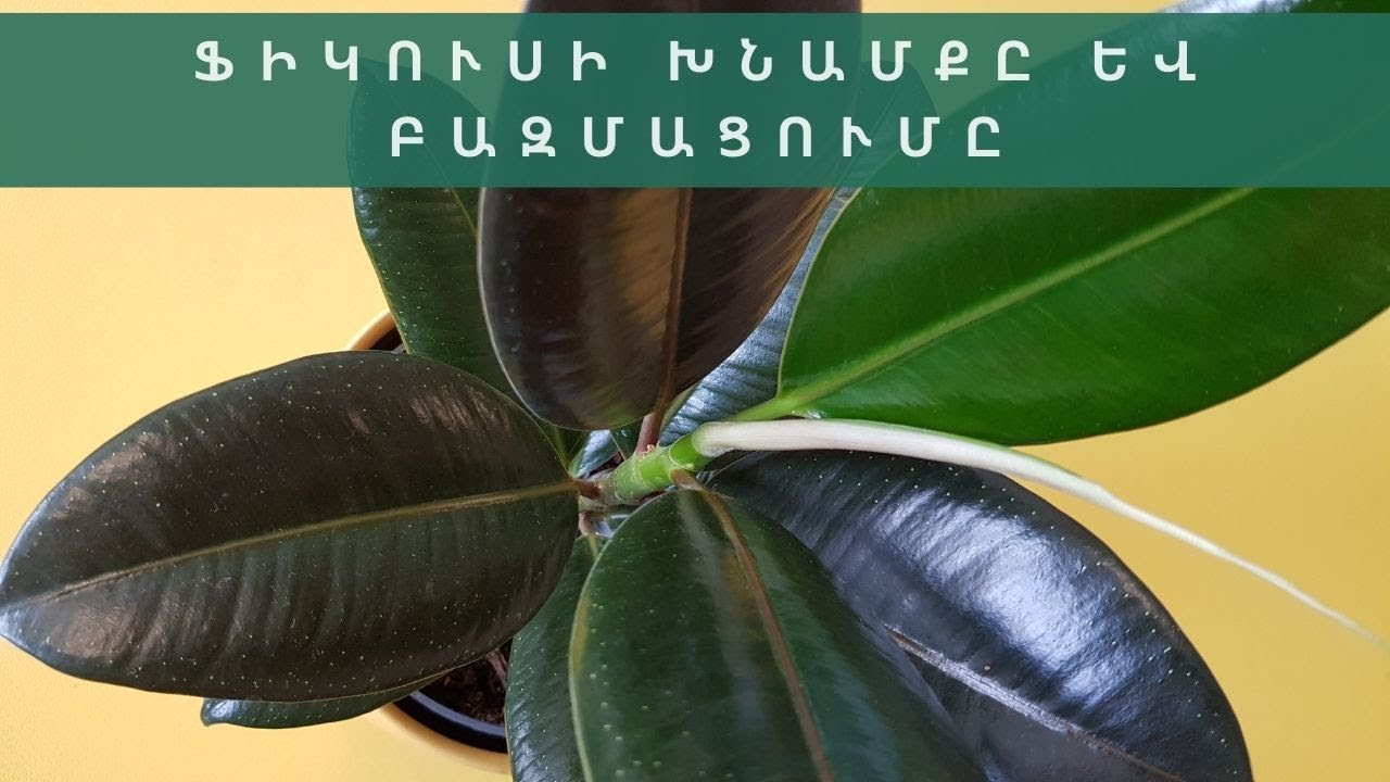 Ֆիկուս Էլաստիկայի խնամքը և բազմացումը