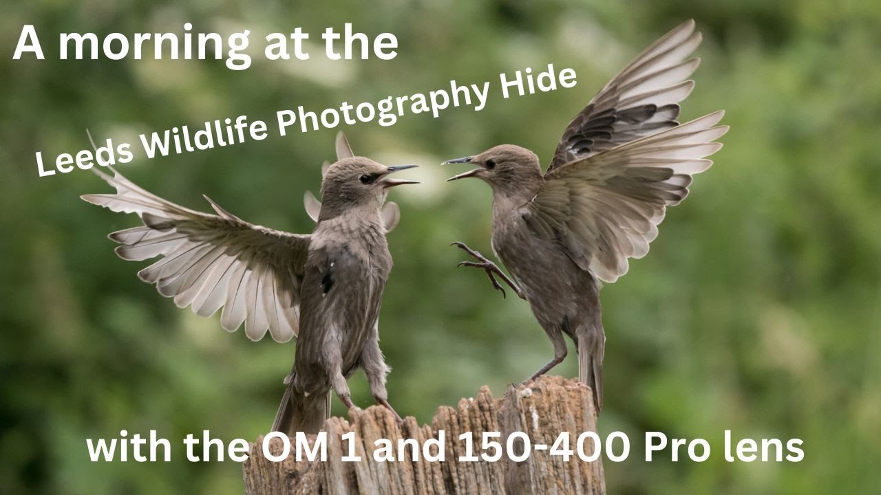 Leeds Wildlife Photography Hides, using the OM1 and the 150-400mm Pro Lens