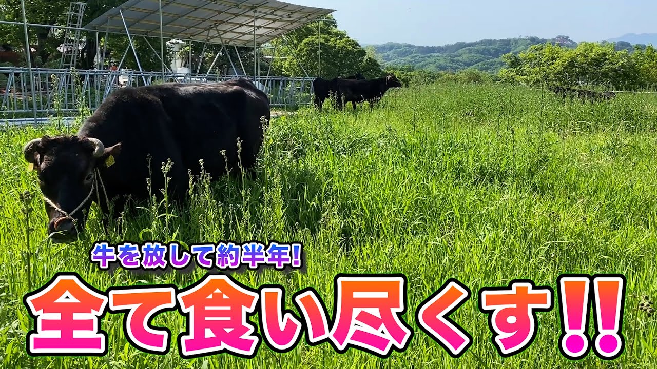 荒れた土地がこんなに綺麗に⁉️牛の草刈り能力‼️