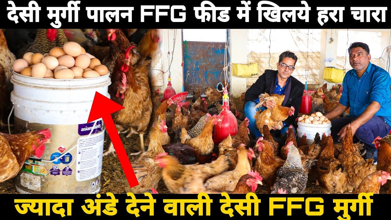 How to start desi poultry farming in india | Desi Murgi Palan FFG Chicken ki Puri jankari