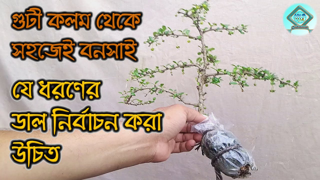 ফুকেইন টি’র গুটী কলম থেকে বনসাই তৈরির সহজ পদ্ধতি | How to Make Bonsai from Air-Layering |