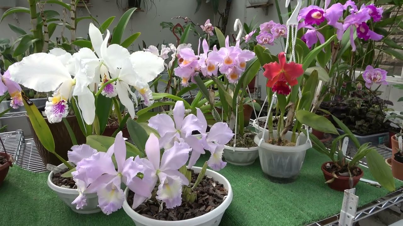 Сезон цветения Cattleya mossiae ОТКРЫТ!