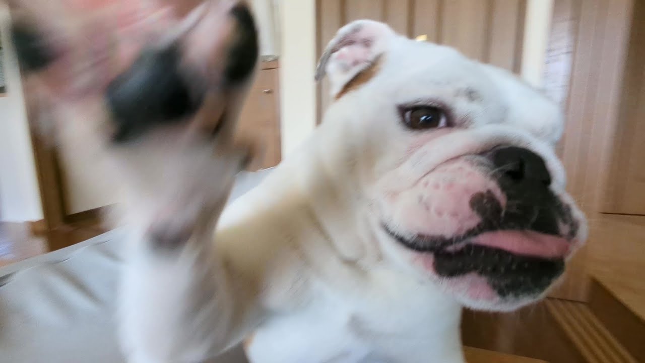ママと兄犬のお出かけに置いていかれ、パパにアタリ散らすブルドッグのまるこ…