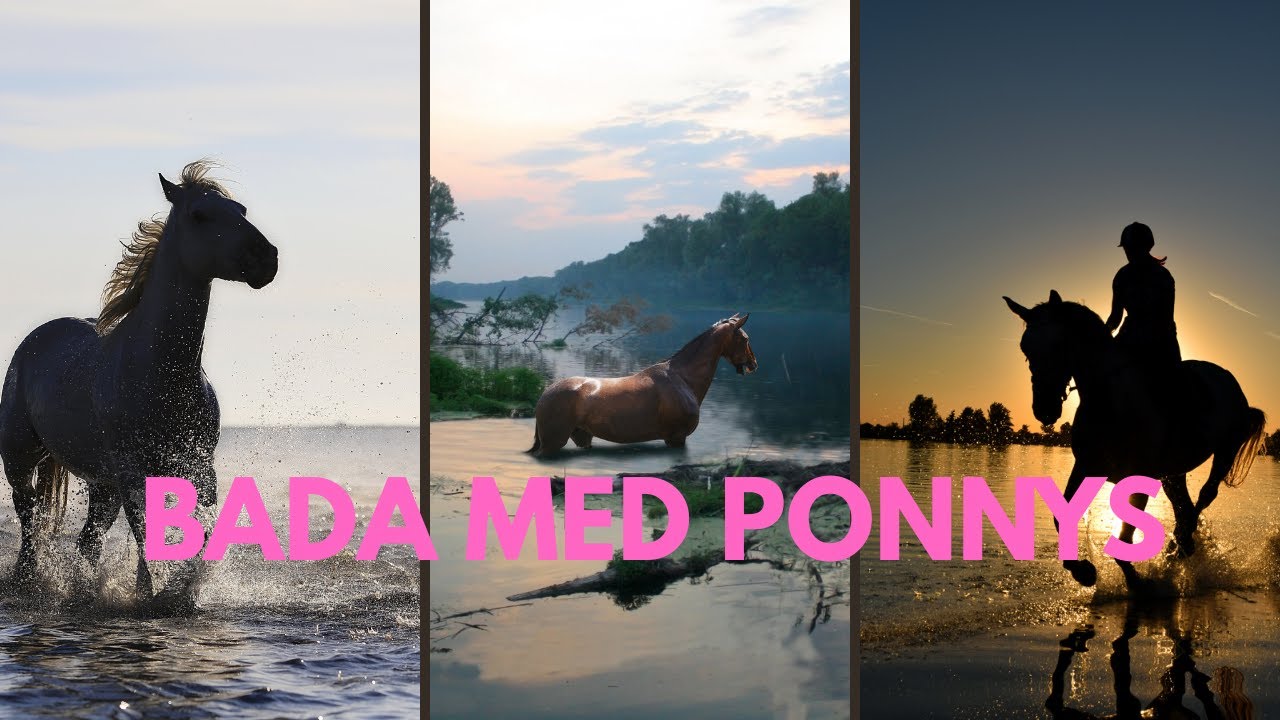 Bada med Ponnys i sjön