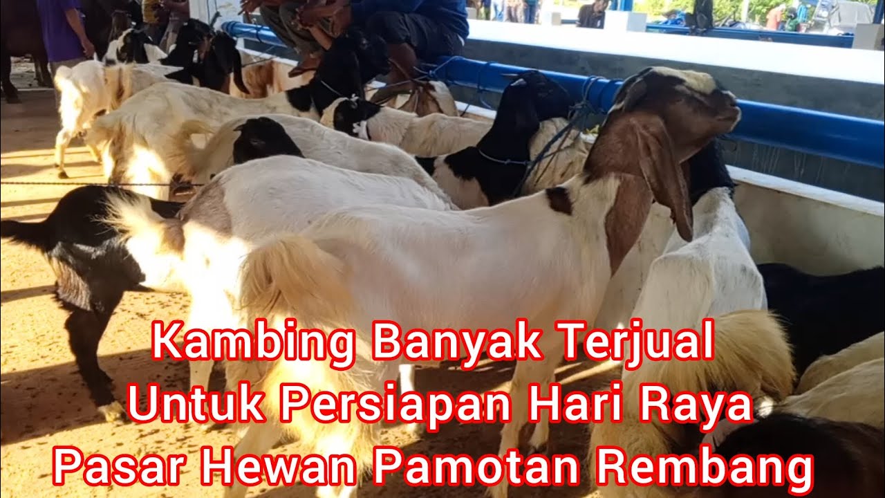 Kambing Banyak Terjual Untuk Persiapan Hari Raya ‼️ Pasar Hewan Pamotan Rembang Jawa Tengah 