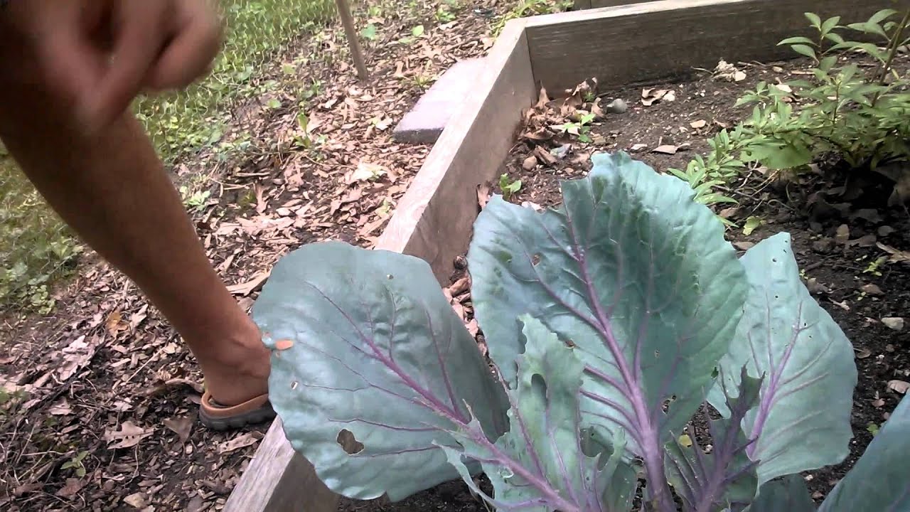 Garden Pest Signs & Organic Methods of Control - Cabbage Moth and Slug