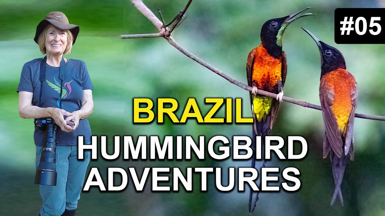 Hummingbird Quest #5: Exploring the Wild Heart of the Amazon