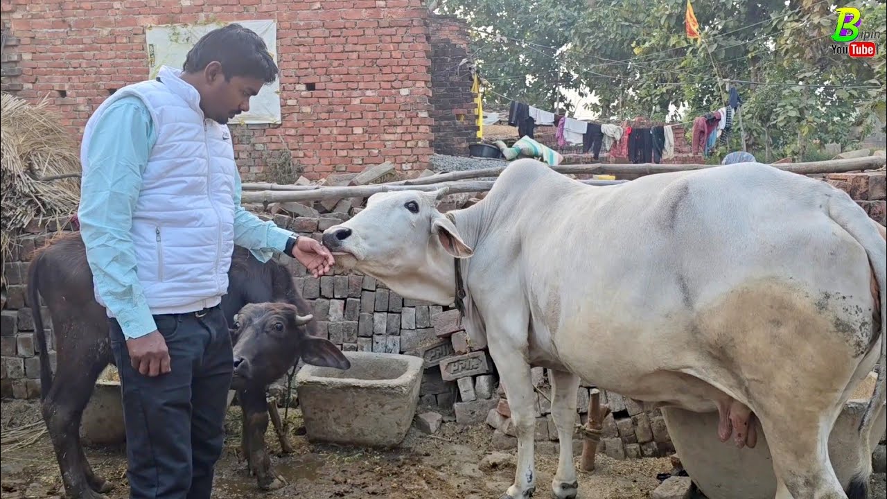 #गंगातीरी गाय की तलाश में #गाजीपुर जिला के अलग-अलग गांव मे पहुंचे | Desi Cow Breed | A2 Milk Cow