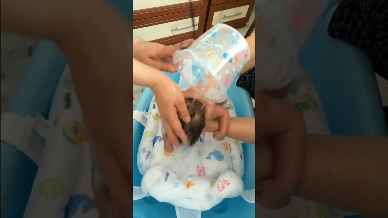 Yeni doğan bebeğin evde ilk banyosu. 1.900 gram doğan bebek evde ilk banyosunu yapıyor.