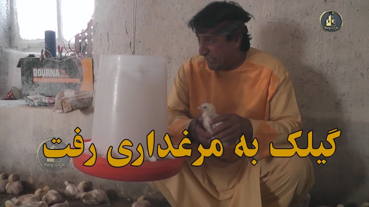 گیلک سر مرغداری  بکار رفت