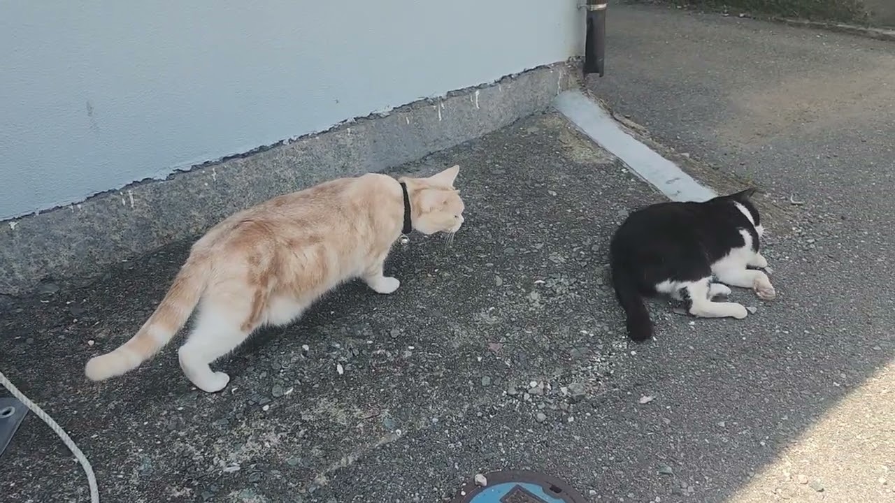 🍀HEALING CAT🐈️ 651                                                 💕SPY CAT🕵️‍♂️💕 1