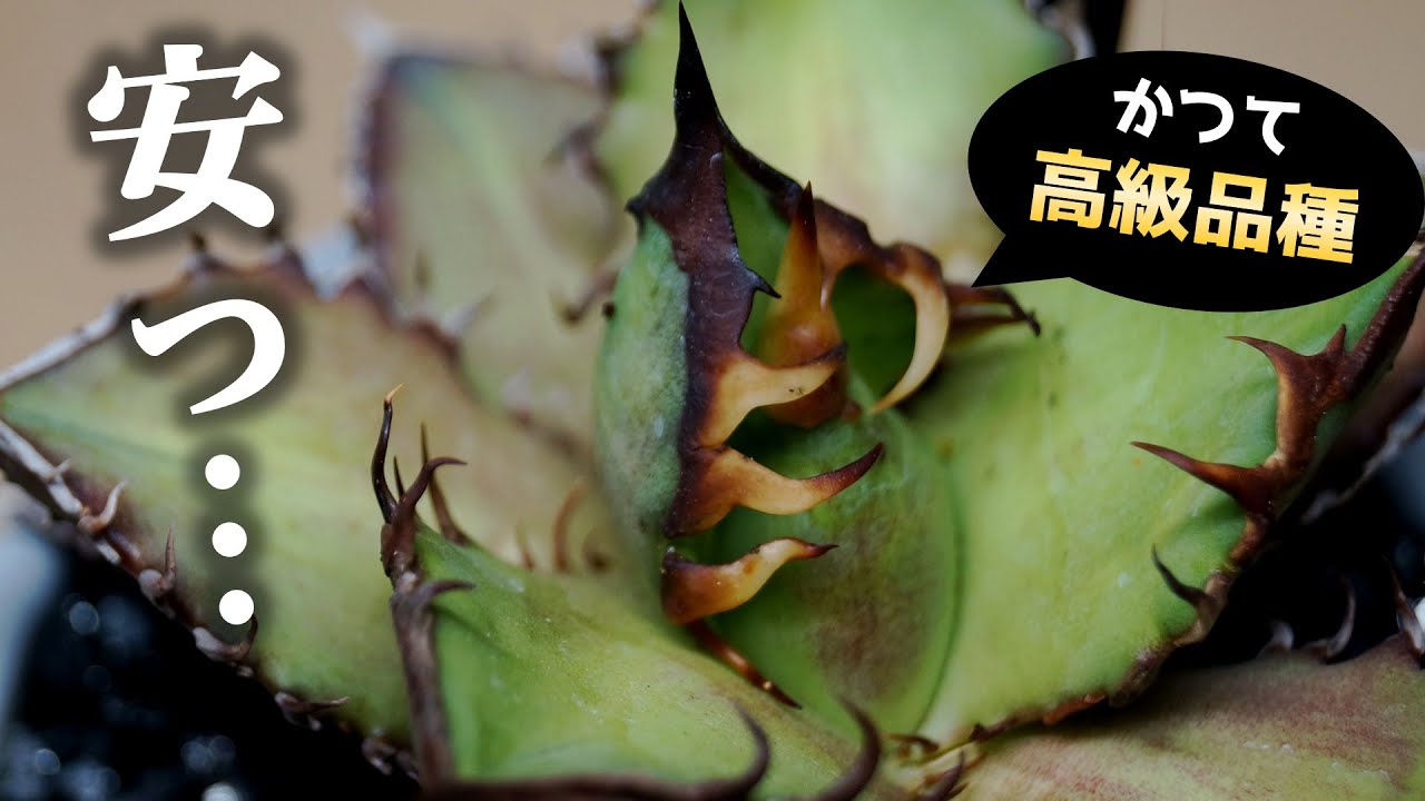 この観葉植物…、ずいぶん安くなりました【多肉植物アガベ】