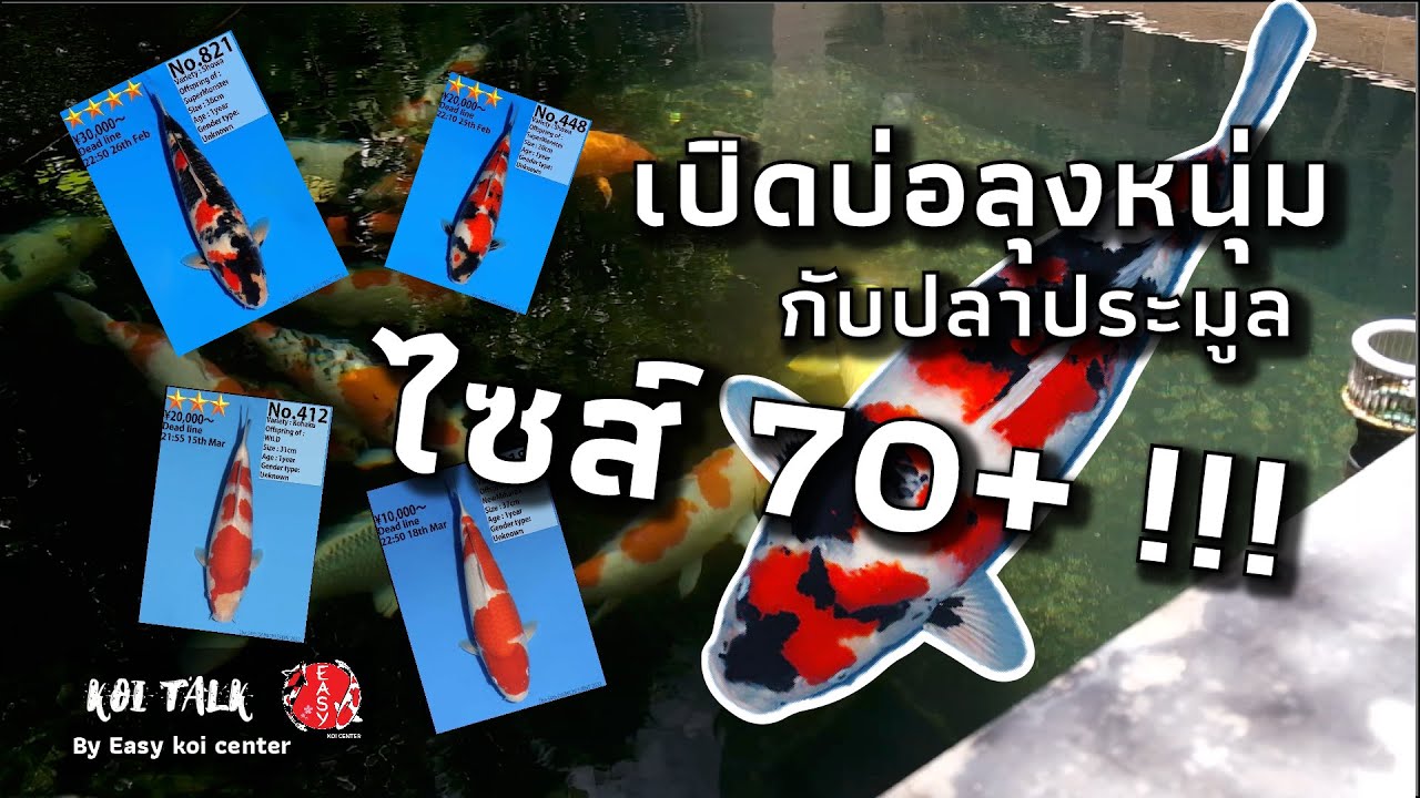 ไขข้อข้องใจ เลี้ยงนิไซยังไงให้ได้ 70 ขึ้น   - Koi Talk EP.59