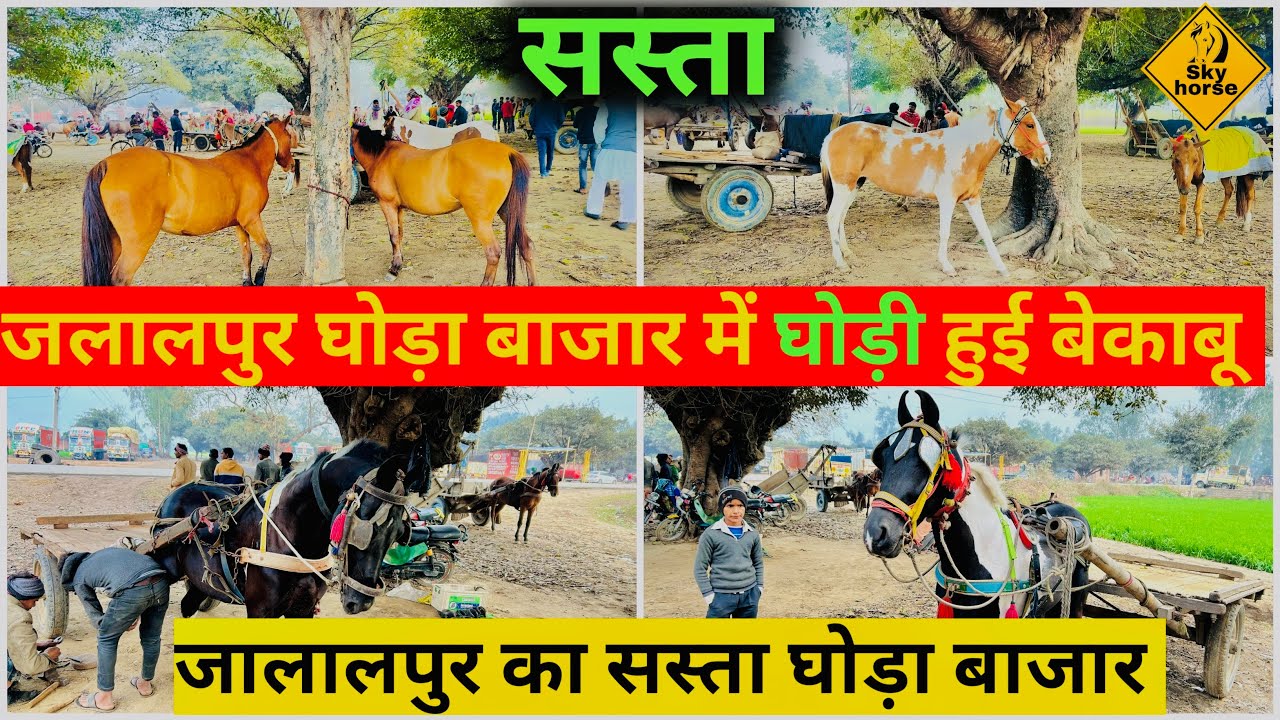 जलालपुर घोड़ा बाज़ार में घोड़ी हुई बेकाबू | #Jalalpurghoda