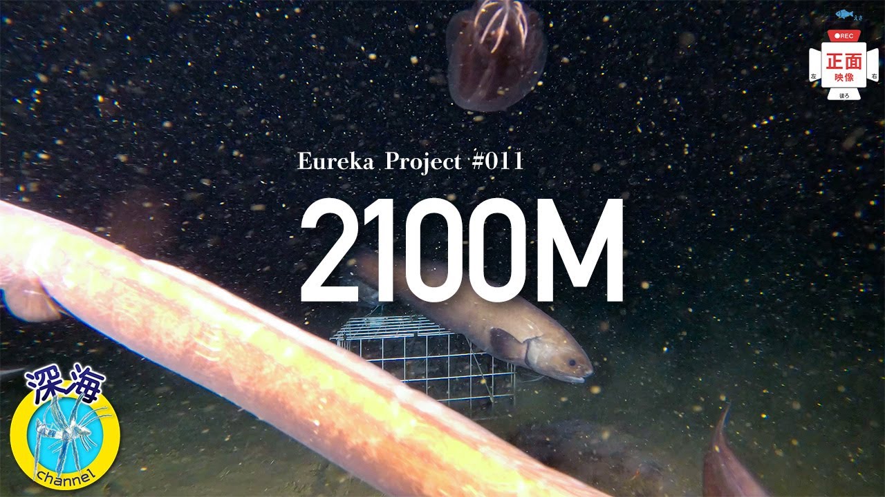 深海への挑戦 | 水中カメラ | 水深2100mの深海生物4K映像【正面カメラ】～The challenge of the deep sea～  No.011