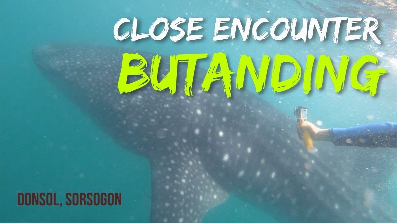 DONSOL | Butanding Encounter & Amazing Fireflies | Muntik na!