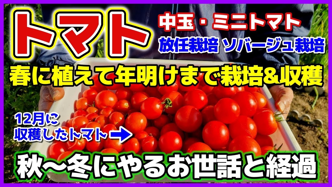 春に植えた放任栽培トマトを年明けまで栽培収穫経過（秋～冬にやるお世話）ハダニ・ハモグリバエ・疫病／合掌造りでソバージュ栽培／家庭菜園