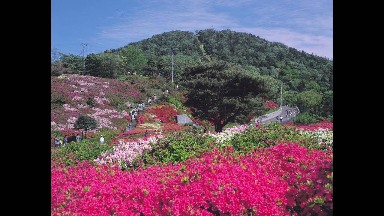 春の小室山公園 2025　Izu Peninsula Geopark M't.Komuro.